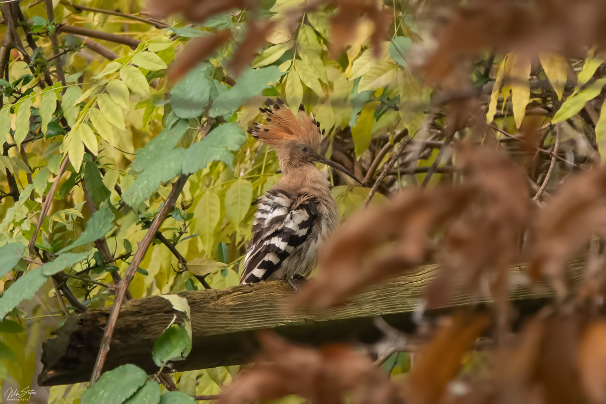 MS_fb_Hoopoo_in_autumn_leaves_DSC04190.jpg