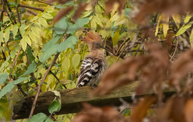 MS_fb_Hoopoo_in_autumn_leaves_DSC04190.jpg